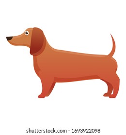 Pedigree dachshund icon. Cartoon of pedigree dachshund vector icon for web design isolated on white background