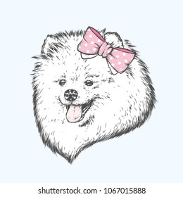 A pedigree dog with a bow on his head. Spitz pomeranian painted in vector. Peonies and roses.