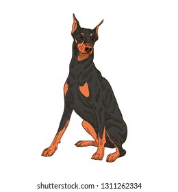 pedigree dog doberman pincher