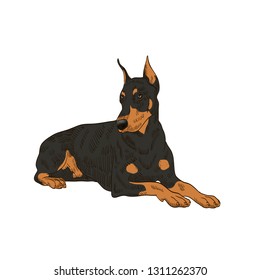 Pedigree Dog Doberman Pincher