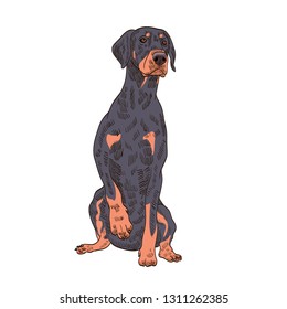pedigree dog doberman pincher