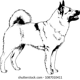 pedigree dog drawn in ink by hand on a white background