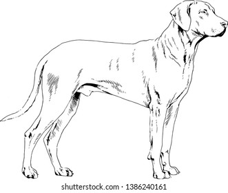 pedigree dog drawn in ink by hand on a white background