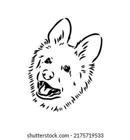 pedigree dog drawn in ink by hand without a background