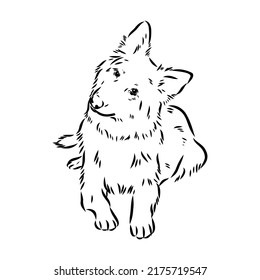 pedigree dog drawn in ink by hand without a background