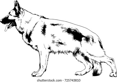 pedigree dog drawn in ink by hand on a white background