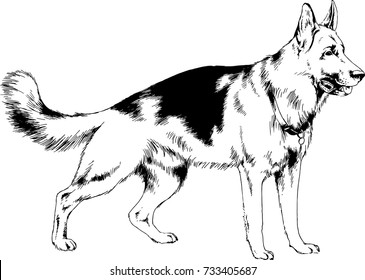 pedigree dog drawn in ink by hand without a background