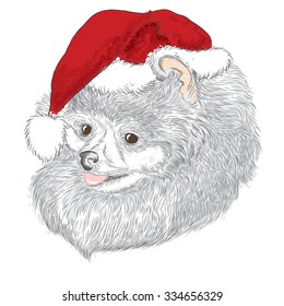 Pedigree dogs are drawn by hand. Spitz . Puppy in a Christmas hat . Vector illustration for greeting card, poster, or print on clothes.