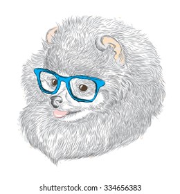 Pedigree dogs are drawn by hand. Spitz . Puppy in glasses . Vector illustration for greeting card, poster, or print on clothes.