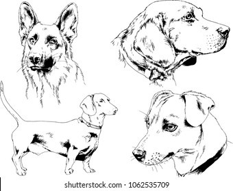 pedigree dogs drawn in ink by hand
