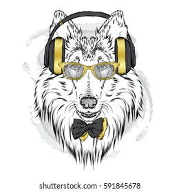 Pedigree dogs painted by hand. Collie wearing headphones and sunglasses. Vector illustration.