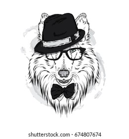 Pedigree dogs painted by hand. Collie wearing a hat and sunglasses. Vector illustration.