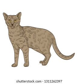pedigree exotic beige cat