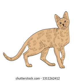 pedigree exotic beige cat