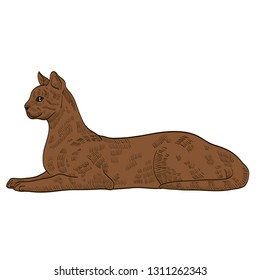 pedigree exotic brown cat