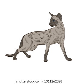 pedigree exotic grey cat