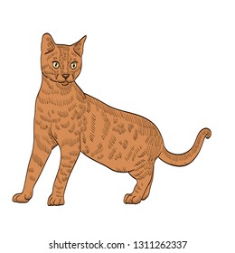 pedigree exotic orange cat