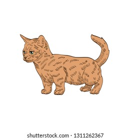 pedigree exotic orange cat