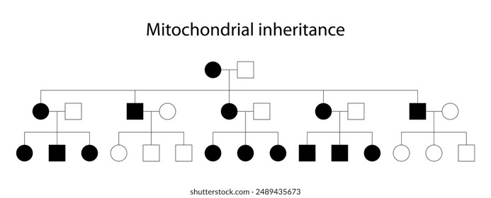 Pedigree. Mitochondrial inheritance (maternal inheritance)