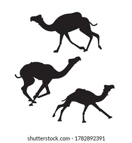 Pedigreed camels. Silhouettes of running camels on a white background. Set of camels