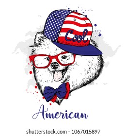 A pedigreed dog with a cap and glasses. Spitz pomeranian painted in vector.