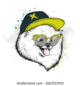 A pedigreed dog with a cap and glasses. Spitz pomeranian painted in vector.
