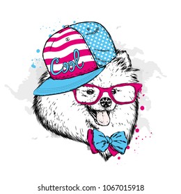 A pedigreed dog with a cap and glasses. Spitz painted in vector.