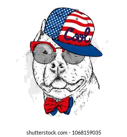 A pedigreed dog with glasses and a cap. Pitbull. Vector illustration.