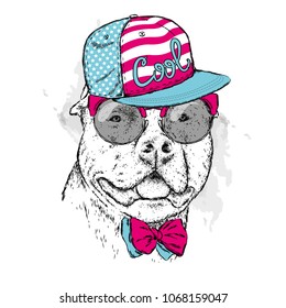 A pedigreed dog with glasses and a cap. Pitbull. Vector illustration.