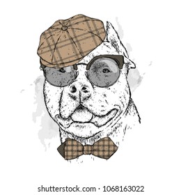 A pedigreed dog with glasses and a cap. Pitbull. Vector illustration.