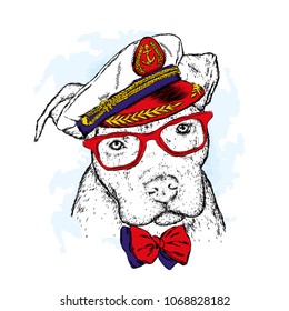 A pedigreed dog with glasses, a tie and a cap. Pitbull. Vector illustration. Captain, sailor.

