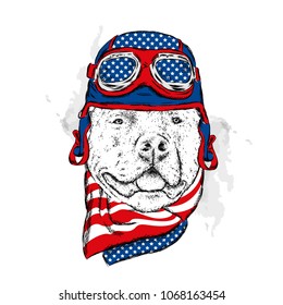 A pedigreed dog with a helmet and scarf. The biker. Pitbull. Vector illustration.