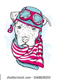 A pedigreed dog with a helmet and scarf. The biker. Pitbull. Vector illustration.
