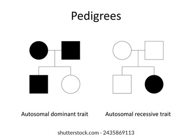 Pedigrees. Autosomal dominant trait and abtosomal recessive traite.