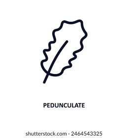 pedunculate icon. Thin line pedunculate icon from nature collection. Outline vector isolated on white background. Editable pedunculate symbol can be used web and mobile