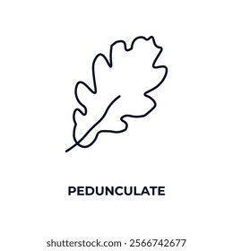 pedunculate outline icon. Linear vector from nature concept. Thin line pedunculate icon isolated on white background