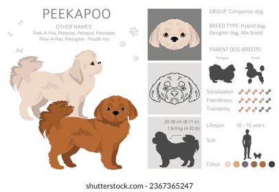 Peekapoo clipart. Pekingese Poodle mix. Different coat colors set.  Vector illustration