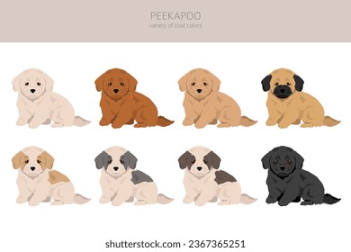 Peekapoo clipart. Pekingese Poodle mix. Different coat colors set.  Vector illustration