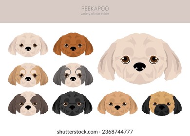 Peekapoo clipart. Pekingese Poodle mix. Different coat colors set.  Vector illustration