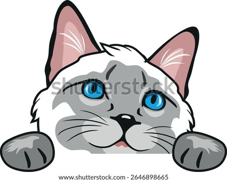 Peeking curious Siamese cat. Vector