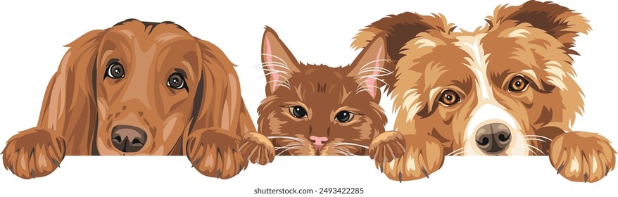 Peeking cute ginger cat, Cocker Spaniel and Border Collie dog. Vector