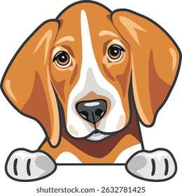 Peeking cute sad foxhound. Vector