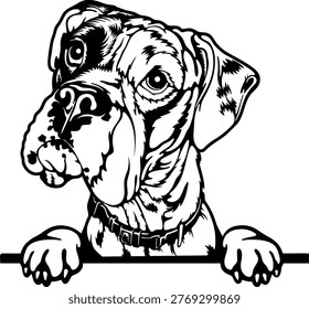 Peeking German Boxer  - breed of dog. Cut file German Boxer