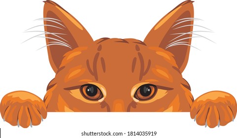 Peeking ginger cat isolated on white. Vector