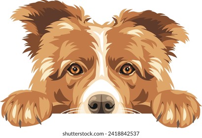 Peeking triste perro de Border Collie aislado en blanco. Vector