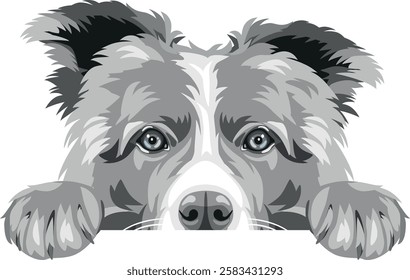 Peeking sad Border Collie dog. Vector