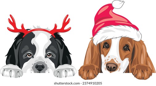 Peeking Saint Bernard dog and Cocker Spaniel in fancy accessories for Christmas. Vector