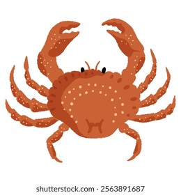 Peekytoe crab vector illustration. Not AI