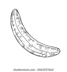 Peel Banana, Hand Drawn Engraving Pen and Ink Vector illustration