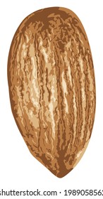 Peeled almond seed, ripe brown kernel detailed illustration.